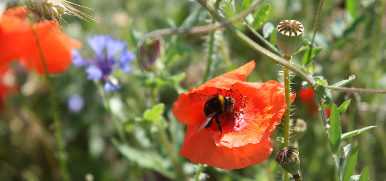 Sommer